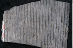 Foto (Detailansicht) von Sigillaria sp.  (NHMW-GEO-2024-0188-11099)
